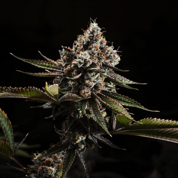 STRNG-Seeds-–-Kush-Mountains.jpg