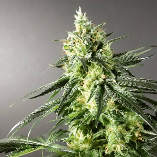 STRNG-Seeds-–-Larry-OG.jpg