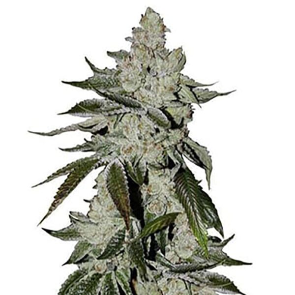 STRNG-Seeds-–-Laughing-Buddha.jpg