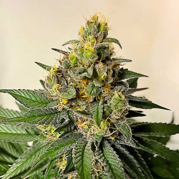 STRNG-Seeds-–-Legend-OG.jpg