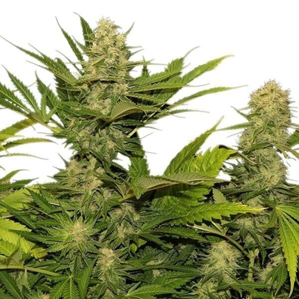 STRNG-Seeds-–-Lemon-G.jpg