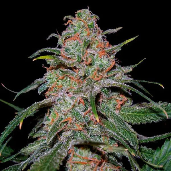 STRNG-Seeds-–-Lemon-Skunk-Auto.jpg