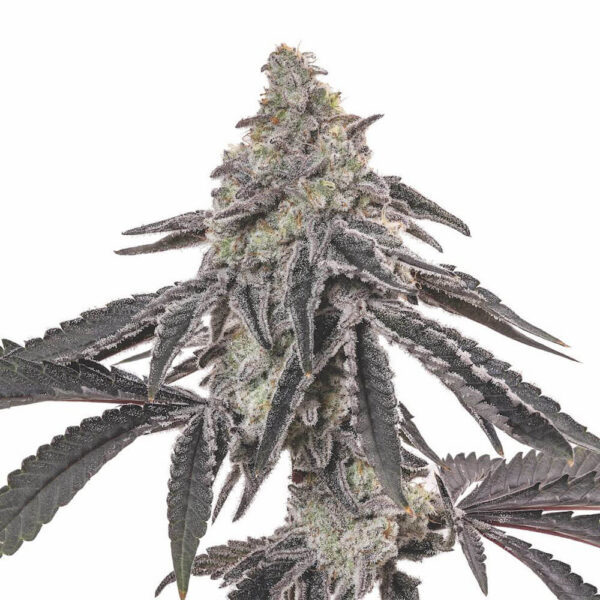 STRNG-Seeds-–-MAC-1.jpg