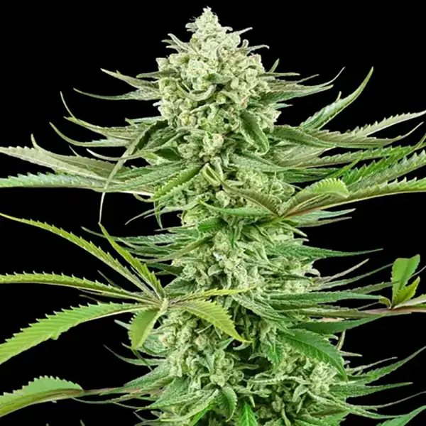 STRNG-Seeds-–-Malibu-OG.webp