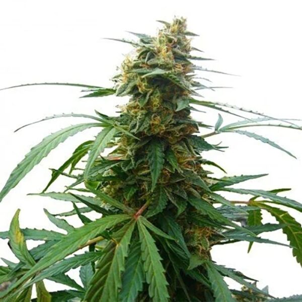 STRNG-Seeds-–-Mandarine-47.jpg