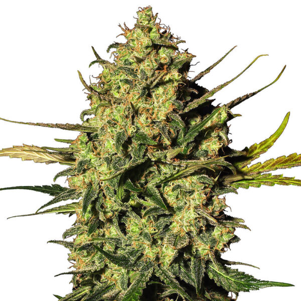 STRNG-Seeds-–-Master-Kush.jpg