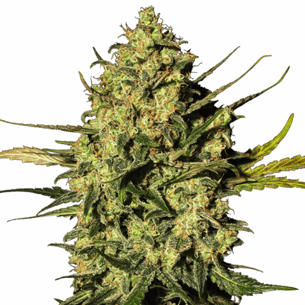 STRNG-Seeds-–-Master-OG.png