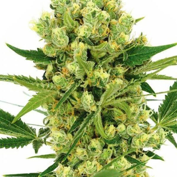 STRNG-Seeds-–-Maui-Wowie.jpg