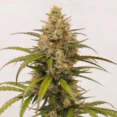 STRNG-Seeds-–-Melonade.jpg