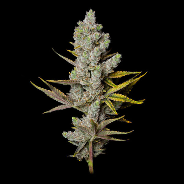 STRNG-Seeds-–-Member-Berry.jpg