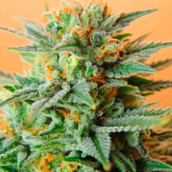 STRNG-Seeds-–-Papaya-Kush-Auto.jpg