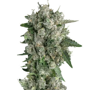 STRNG-Seeds-–-Peanut-Butter-Breath-Auto.jpg