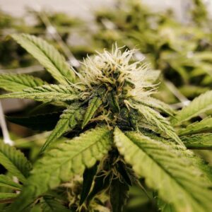 STRNG-Seeds-–-Pineapple-Express-x-Super-Lemon-Haze.jpg