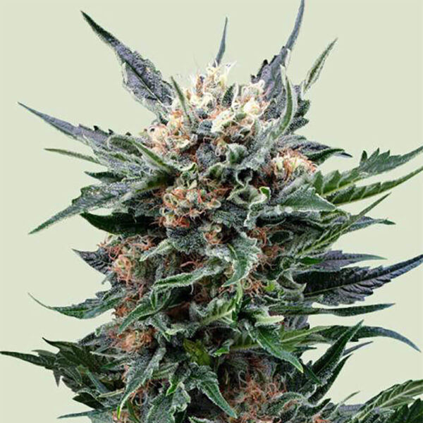 STRNG-Seeds-–-Pink-Gorilla.jpg