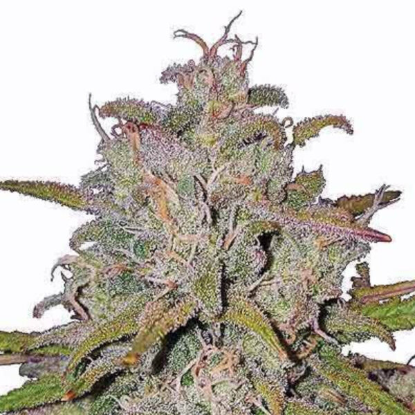 STRNG-Seeds-–-Pink-Runtz.jpg
