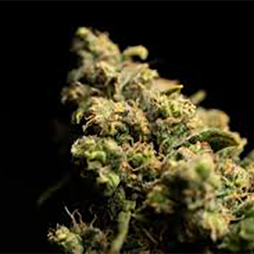 STRNG-Seeds-–-Pura-Vida-Auto.jpg