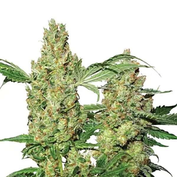 STRNG-Seeds-–-Pure-Power.jpg
