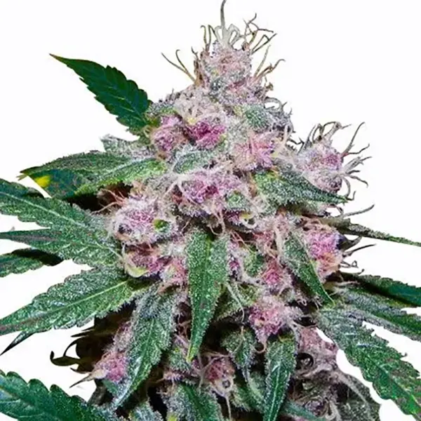 STRNG-Seeds-–-Purple-Afghani.webp