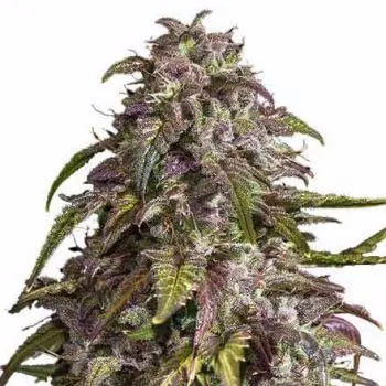 STRNG-Seeds-–-Purple-Haze-Auto.jpg