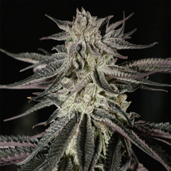 STRNG-Seeds-–-Purple-Kush.jpg