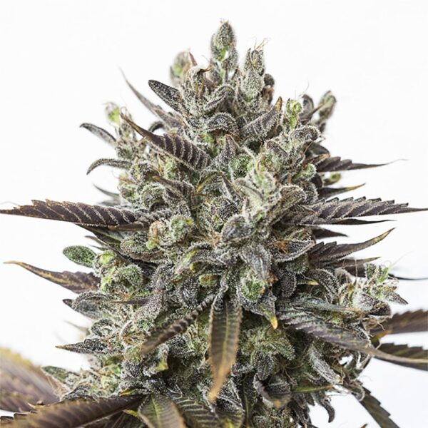 STRNG-Seeds-–-Purple-Orange-CBD.jpg
