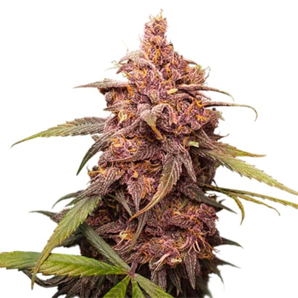 STRNG-Seeds-–-Purple-Punch.jpg