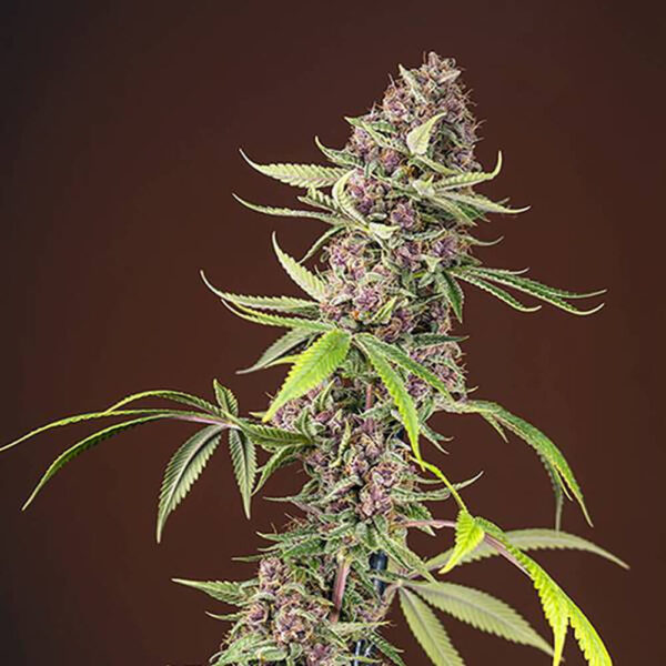STRNG-Seeds-–-Red-Mandarine.jpg