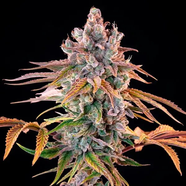 STRNG-Seeds-–-Royal-with-Cheese.webp