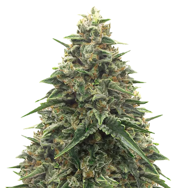 STRNG-Seeds-–-Shiatsu-Kush.webp
