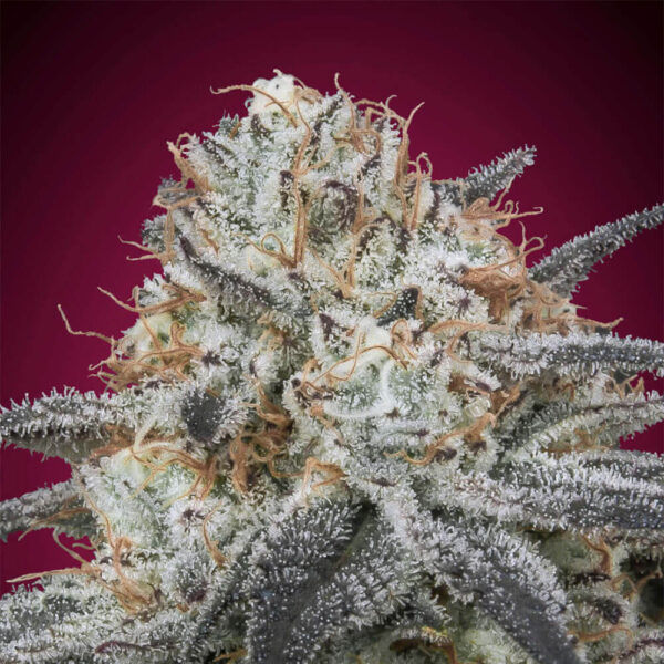 STRNG-Seeds-–-Slurricane-Auto.jpg