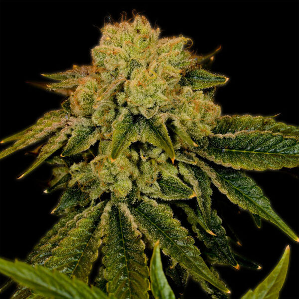 STRNG-Seeds-–-Space-Cake.jpg