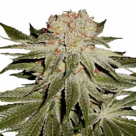 STRNG-Seeds-–-Stardawg.jpg