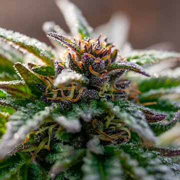 STRNG-Seeds-–-Strawberry-Cough-Auto.jpg