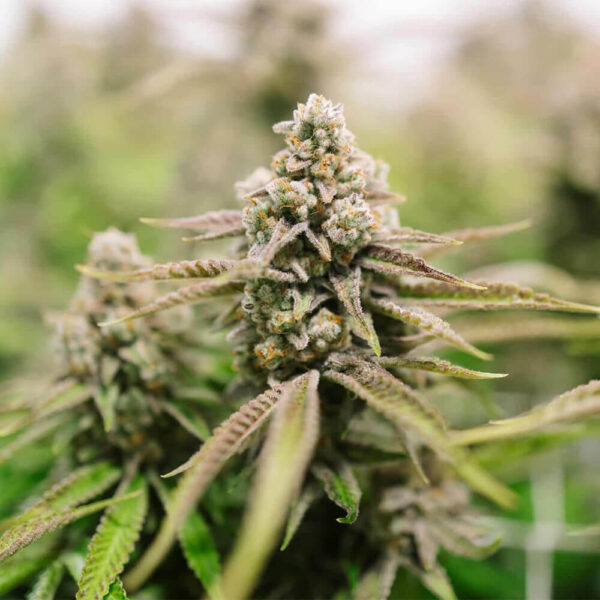 STRNG-Seeds-–-Strawberry-Lemonade-Auto.jpg