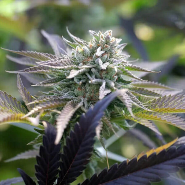STRNG-Seeds-–-Sunset-Sherbet-Auto.jpg