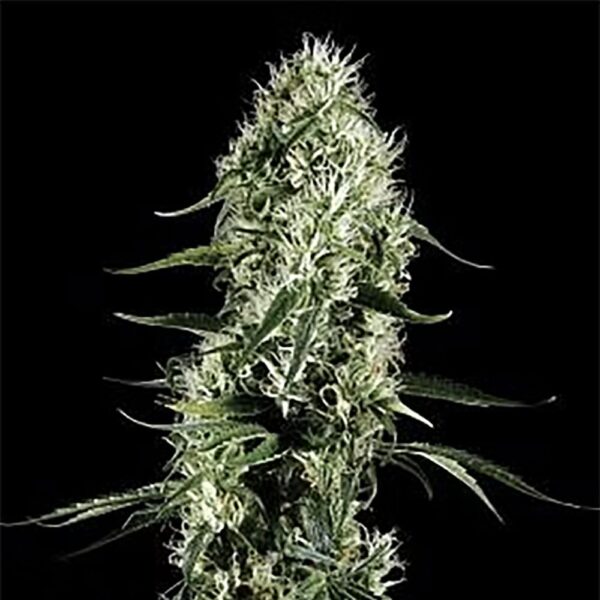 STRNG-Seeds-–-Super-Silver-Haze.jpg