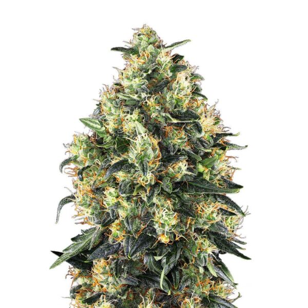 STRNG-Seeds-–-Super-Skunk.jpg