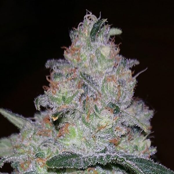 STRNG-Seeds-–-Supernova.jpg