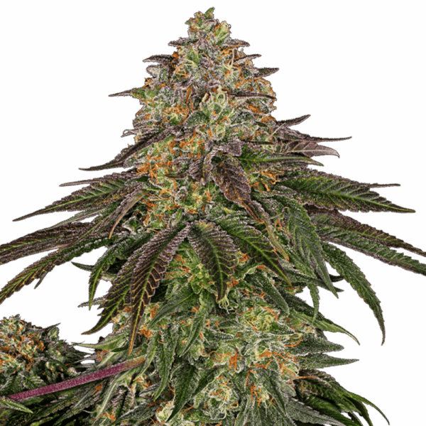 STRNG-Seeds-–-Sweet-Kush.png