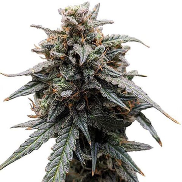 STRNG-Seeds-–-Sweet-Tooth.jpg