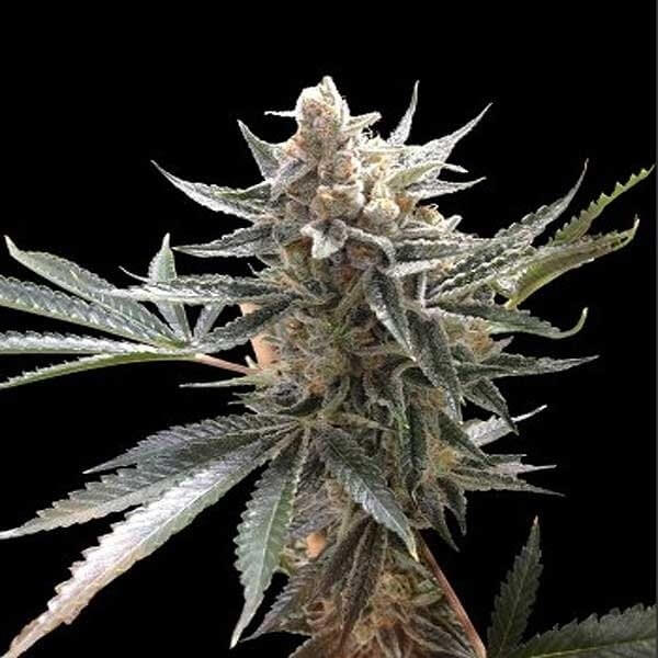 STRNG-Seeds-–-Tangie-Auto.jpg