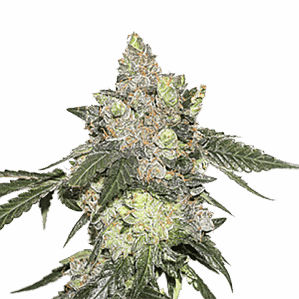 STRNG-Seeds-–-Thin-Mint-Cookies.png