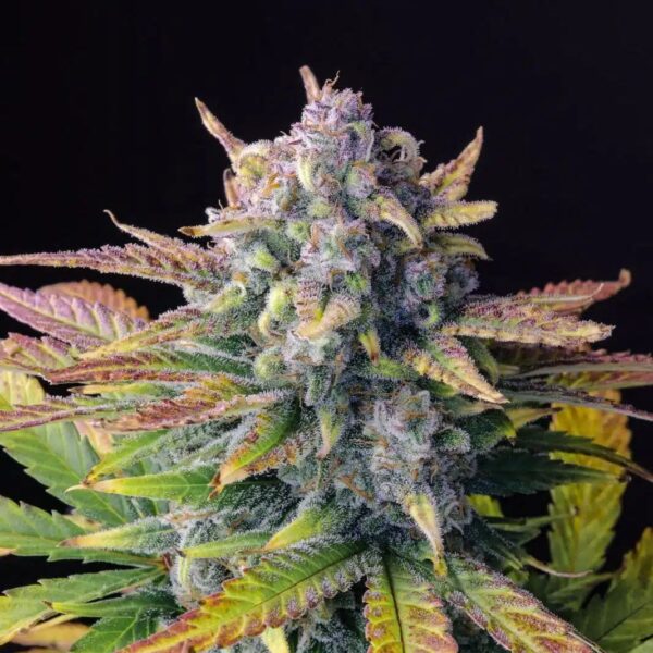 STRNG-Seeds-–-Tropicana-Cookies.jpg