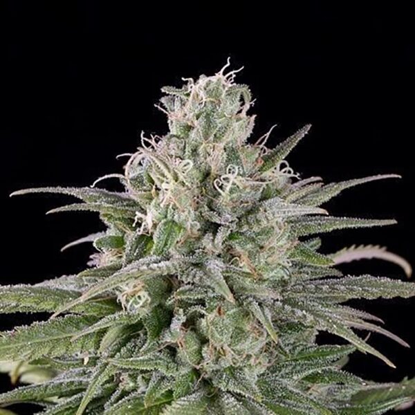 STRNG-Seeds-–-UK-Cheese.jpg