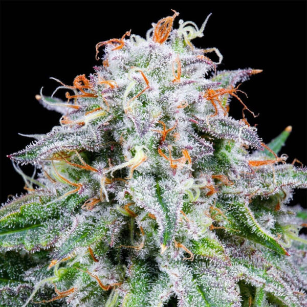 STRNG-Seeds-–-Watermelon-Mimosa-Auto.jpg