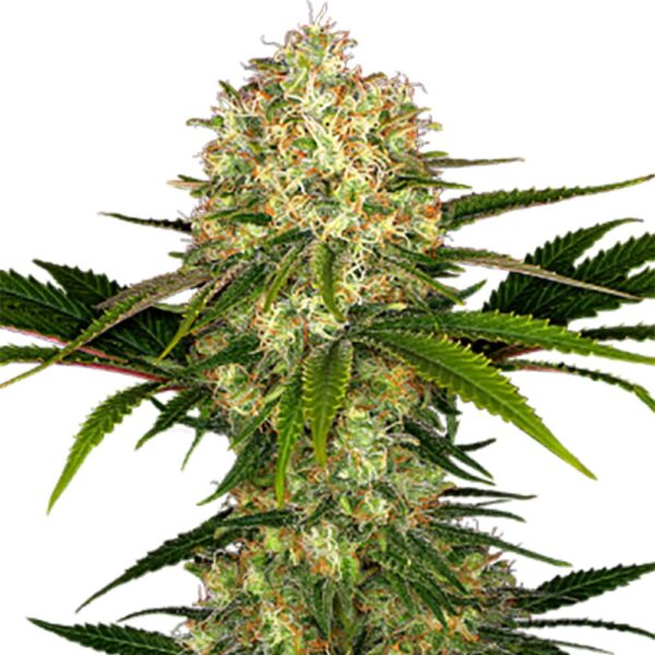 STRNG-Seeds-–-White-Ice.jpg