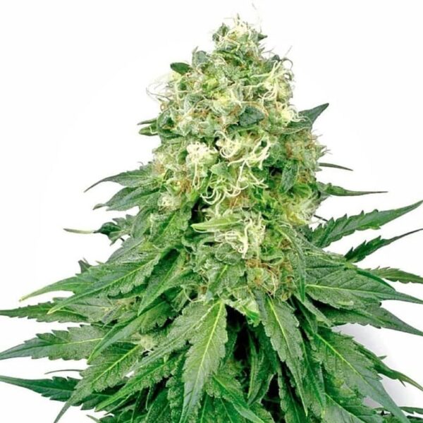 STRNG-Seeds-–-White-Rhino.jpg