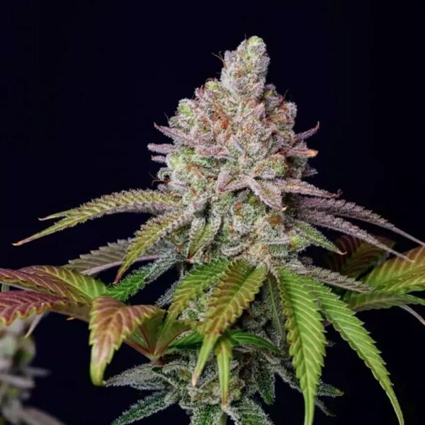 STRNG-Seeds-–-Zkittlez.jpg