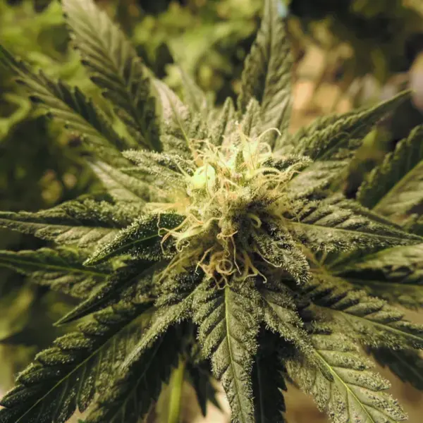 Tangerine-Dream.webp