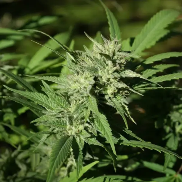 Triangle-Kush.webp